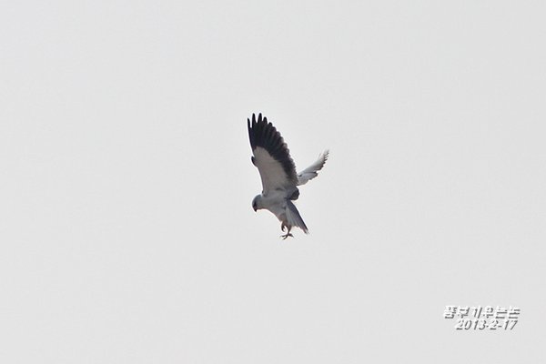 Black-winged Kite